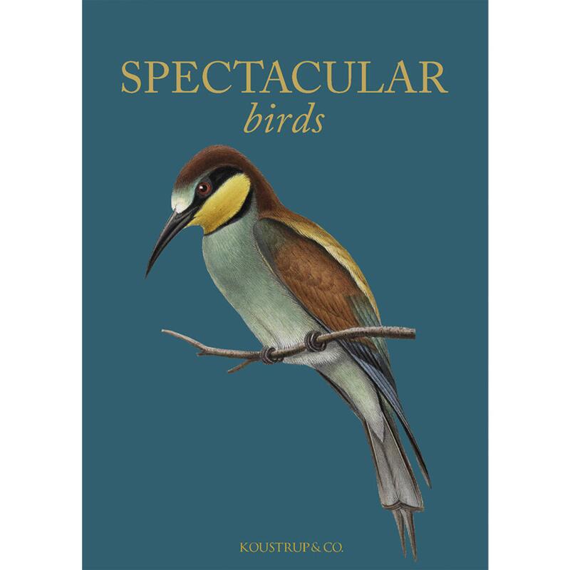 SPECTACULAR BIRDS - 8 KORT - TIL FORUDBESTILLING (kommer i slutningen af august)