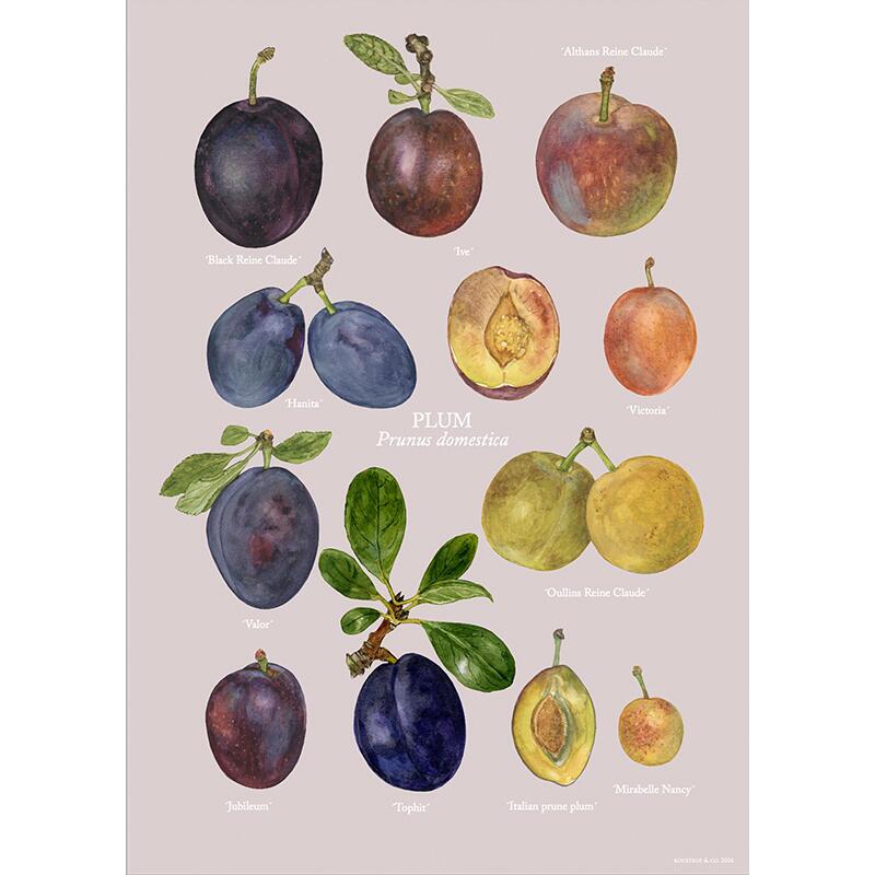 PLUMS - KUNSTPRINT - VÆLG STØRRELSE