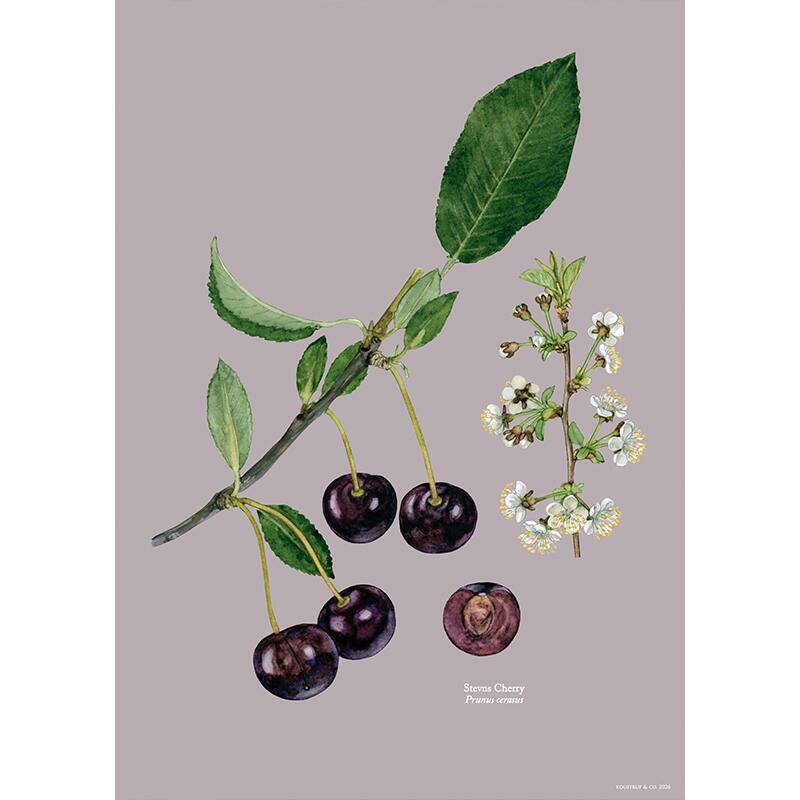 STEVNS CHERRY - KUNSTPRINT - VÆLG STØRRELSE