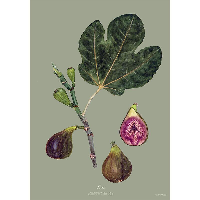 GREEN FIG - KUNSTPRINT - VÆLG STØRRELSE