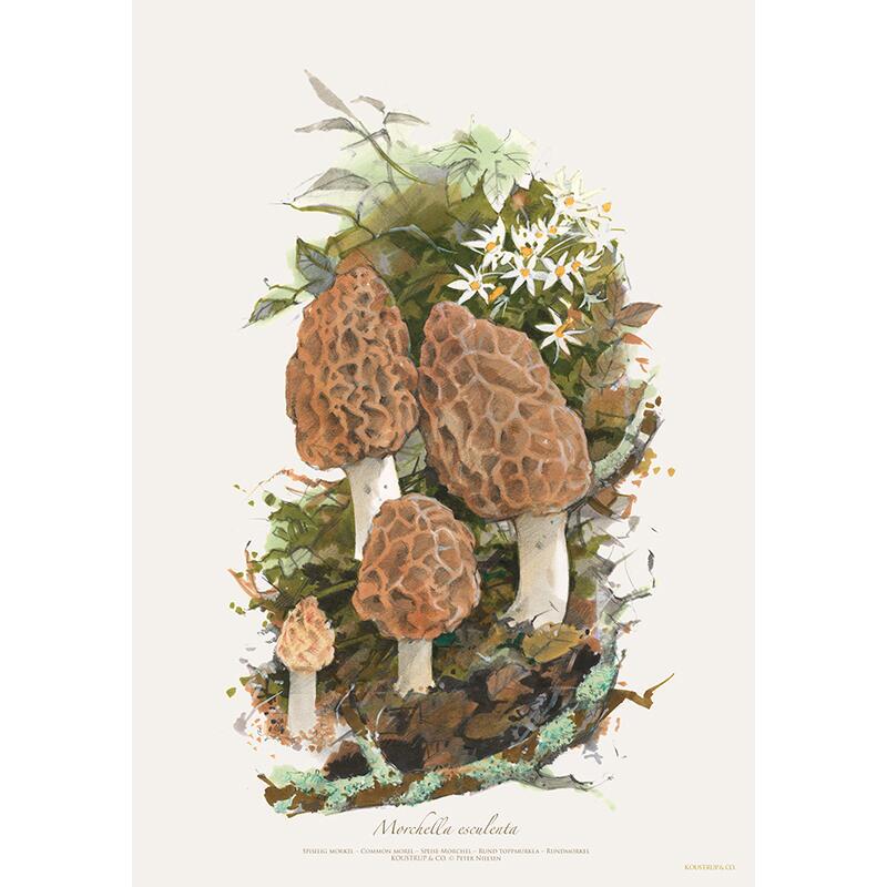 MORKEL - KUNSTPRINT - VÆLG STØRRELSE