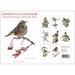 GARDEN BIRDS AUTUMN - 8 cards