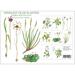 Edible Wild Plants - 8 cards