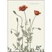 ART PRINT A3 - Prickly poppy - OUT OF STOCK