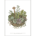 ART PRINT A3 - Plantes succulentes en pot