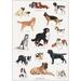 DOG BREEDS (hunderacer) - Poster A2 - OUT OF STOCK
