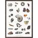 FOSSILS (FOSSILER) - POSTER A2