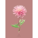 DAHLIA JEANNE D'ARC - ART PRINT - CHOISISSEZ LA TAILLE