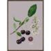 STEVNS CHERRY - KUNSTPRINT - VÆLG STØRRELSE