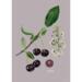 STEVNS CHERRY - KUNSTPRINT - VÆLG STØRRELSE