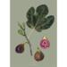 GREEN FIG - KUNSTPRINT - VÆLG STØRRELSE