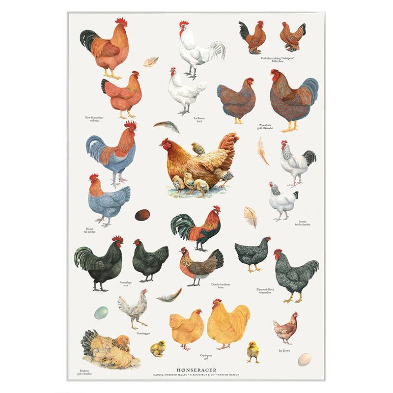 CHICKEN BREEDS - Poster A2 - Koustrup & Co.