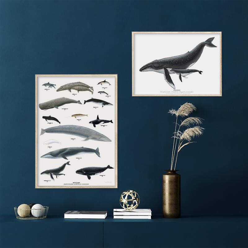 Whales - Poster A2, POSTERS, €13.28, POSTERS / POSTERS, Koustrup & Co., ,  5711612042818