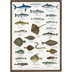 SEA FISH (HAVETS FISK) - Poster A2