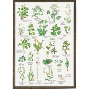 EDIBLE WILD PLANTS (SPISELIGE VILDE PLANTER) - Poster A2
