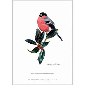 ART PRINT A4 - Bullfinch