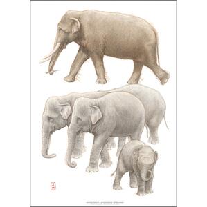 ART PRINT A3 - ZOO Asian Elephant