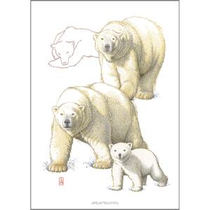ART PRINT A3 - ZOO Ours polaire