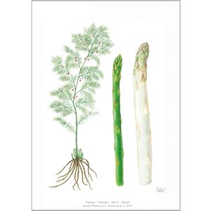 ART PRINT A4 - Asparagus