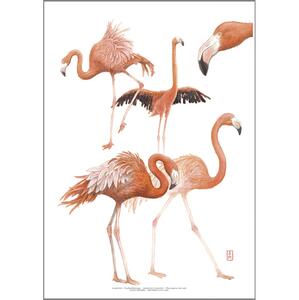 PRINT A4 - ZOO Flamingo