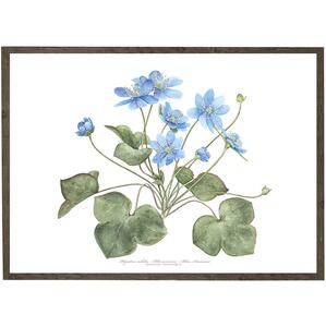 ART PRINT - Blue anemone - CHOOSE SIZE