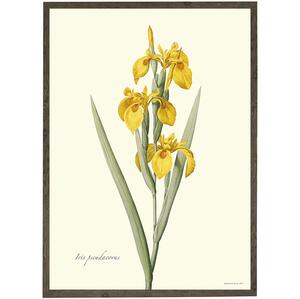 Iris jaune - ART PRINT - CHOISISSEZ LA TAILLE