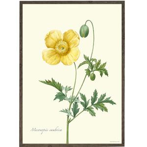 ART PRINT - Yellow poppy - CHOOSE SIZE