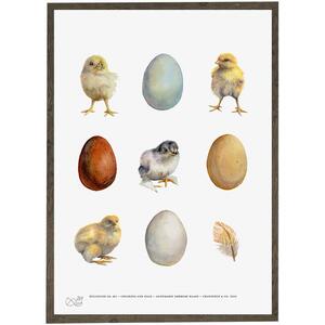 Ägg, kycklingar, fjädrar - KYLLNING - KONSTAFFISCH - VÄLJ STORLEK