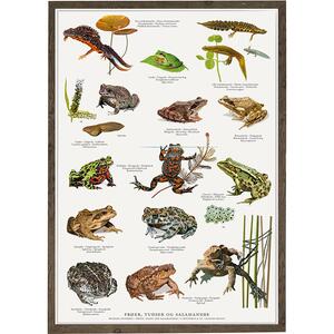 Grenouilles, crapauds et salamandres - Affiche A2