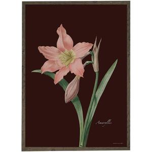 ART PRINT - Amaryllis rose/bordeaux - CHOOSE SIZE