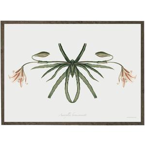 Insecte Amaryllis Broussonnetii - ART PRINT - CHOISIR LA TAILLE