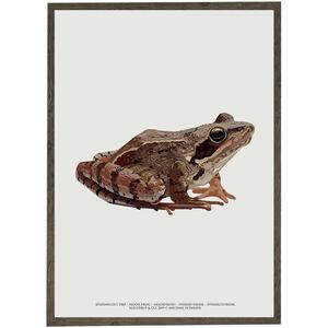 ART PRINT - Moor frog - CHOOSE SIZE