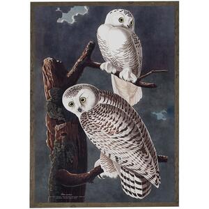 ART PRINT - Snowy owl - CHOOSE SIZE