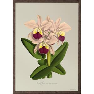 ART PRINT - Cattleya mastersoniae - CHOOSE SIZE