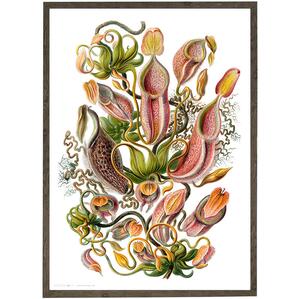 ART PRINT - Carnivorous plant - CHOOSE SIZE