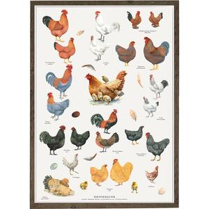 Chicken breeds (Hønseracer) - Poster A2