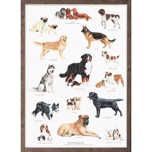 DOG BREEDS (hunderacer) - Poster A2