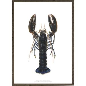 Lobster - ART PRINT - CHOOSE SIZE