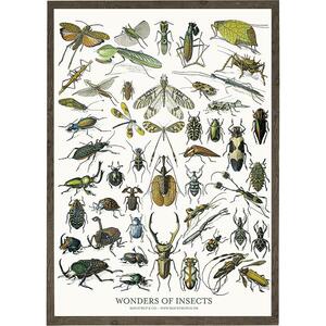 ART PRINT - Insects - CHOOSE SIZE