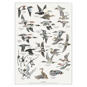 Print A4 - Duck Birds