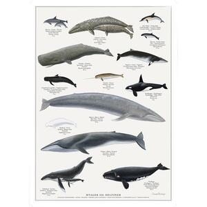 Affiche A4 - Baleines - PAS EN STOCK