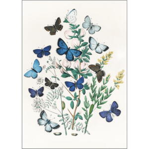 Nordic butterflies - Single cards A5