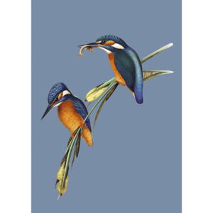 Kingfisher - Single cards A5