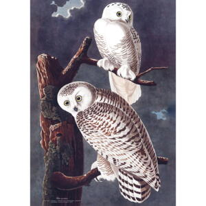 Snowy owl - Single cards A5