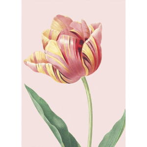 Tulips - Carte simple A5