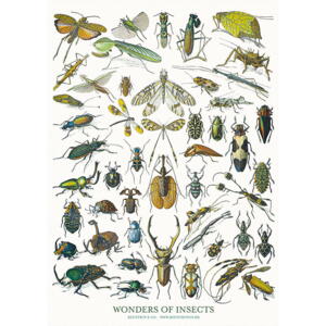 Insects - A5 enkeltkort