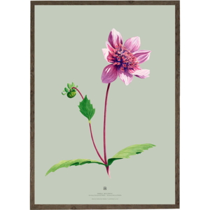 DAHLIA BLUE BAYOU - ART PRINT - CHOISISSEZ LA TAILLE