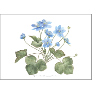 Blue anemone - Single cards A5