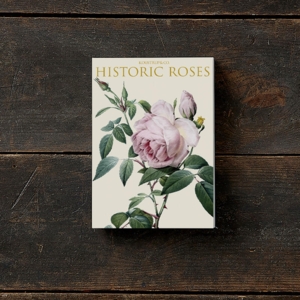 HISTORIC ROSES - 8 kort