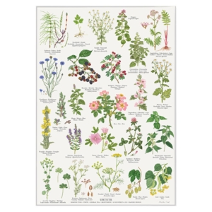 A4 PRINT - Herbal Tea - PRE-ORDER (Arrives 1 February 2026)